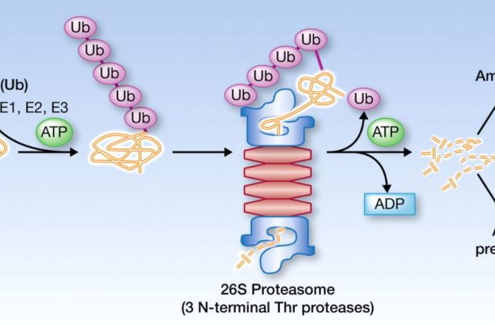 Biotech startup Cullgen raises $15 million to launch drug discovery platform based on advanced ubiquitin-mediated protein degradation technology