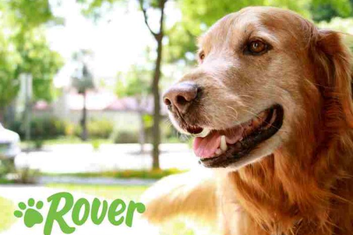 Pet-sitting startup Rover, the world’s largest network of pet sitters and dog walkers, raises $155 million for global expansion