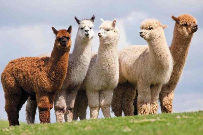 Fintech startup Alpaca unveils world’s first commission free API stock broker for automated investing and trading; closed a $3 million Pre-Series A funding