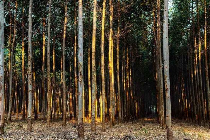 Ethical blockchain startup TreeCoin launches compliant token offering to plant 10 million trees