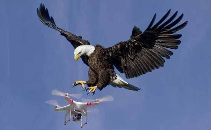 Bald eagle shows air superiority, takes down government drone and sends it into Lake Michigan