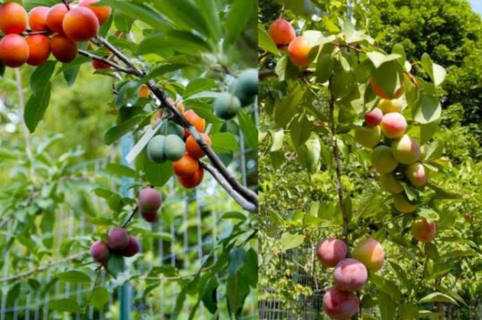 The Tree of 40 Fruit: Art professor grows a single tree that can produce 40 types of fruits using 'chip grafting' technology