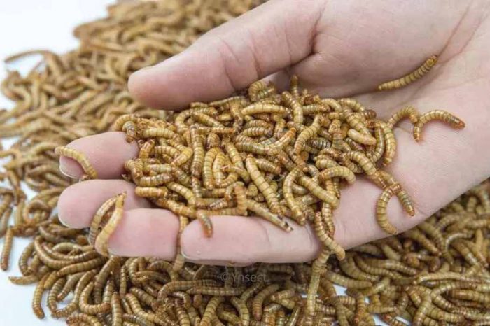 French mealworm startup Ÿnsect raises $372 million to open the world’s largest insect farm that is also carbon footprint negative