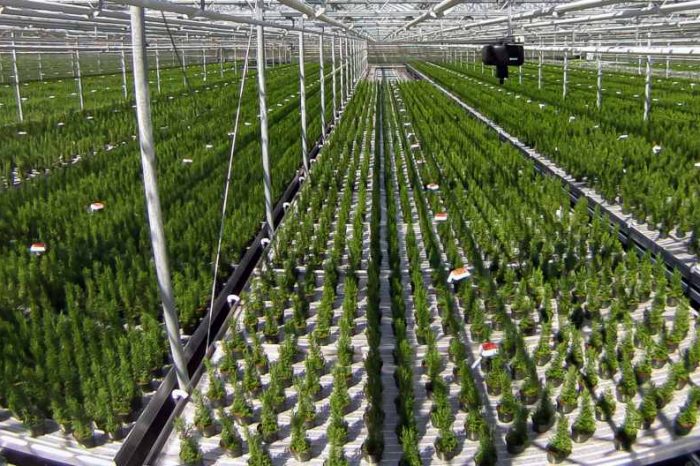 Agritech startup iUNU raises $7M in Series A funding to transform the way indoor growers do business