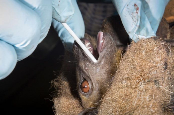 A team of international researchers discovered 24 new bat coronaviruses, four of them related to the strain that causes COVID-19