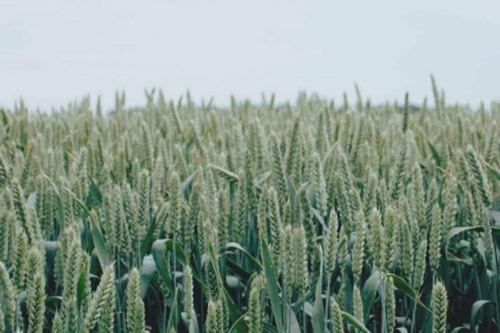 London-based crop monitoring startup PlanetWatchers raises $11M to support crop insurers and drive its expansion plans