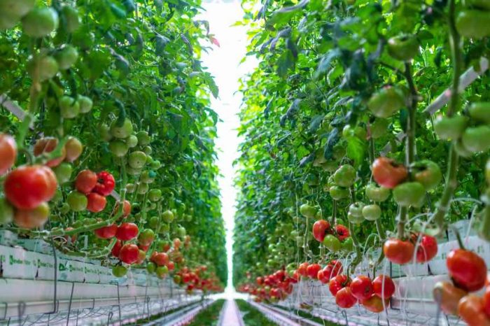 Farms of the Future: How AppHarvest's indoor farm uses AI to produce 30 times more food per acre than traditional farms; also uses 90% less water