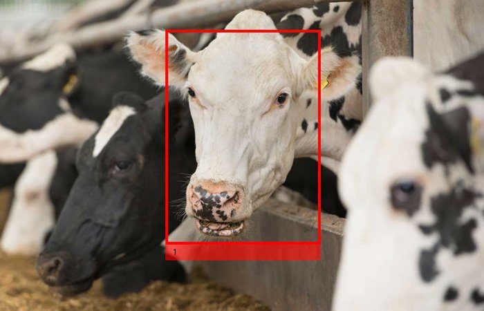 Cargill invests in cow facial recognition technology startup Cainthus