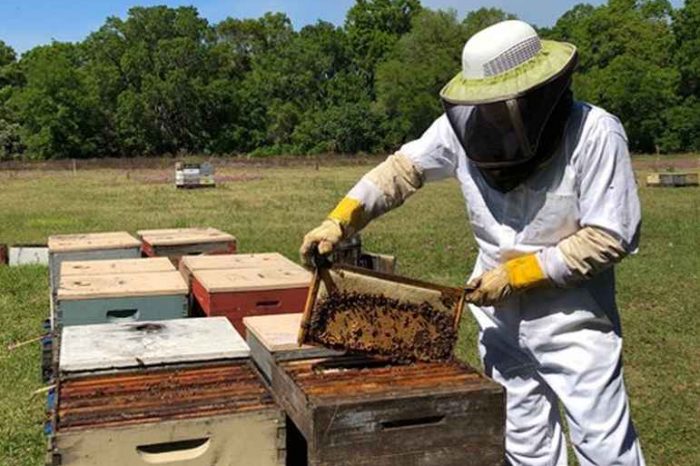 Florida startup Domestic Beekeepers is bringing 100 percent raw honey from the hives to your kitchen table