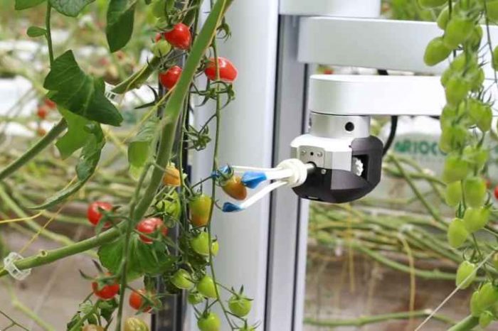 Root AI unveils a tomato-picking robot that is more efficient and accurate than humans