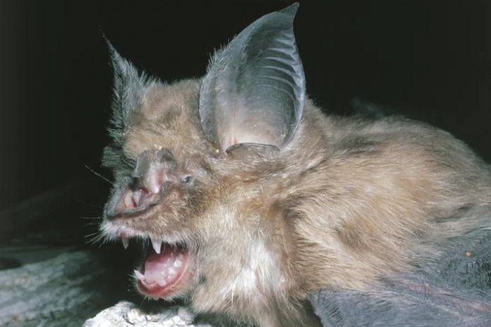 The possible origins of coronavirus: Virus likely originated from horseshoe bats used for research in two China labs, Chinese scientists paper shows