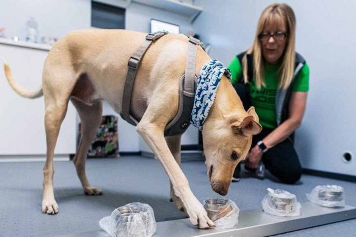 Coronavirus-sniffing dogs: Finland is revolutionizing the way airports detect infections with coronavirus-sniffing dogs that detect COVID-19 infections using travelers' sweat