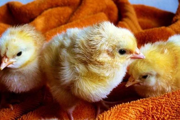 North Carolina-based BioTech startup ALSS secures $7M funding to commercialize novel vaccine delivery system for the poultry industry
