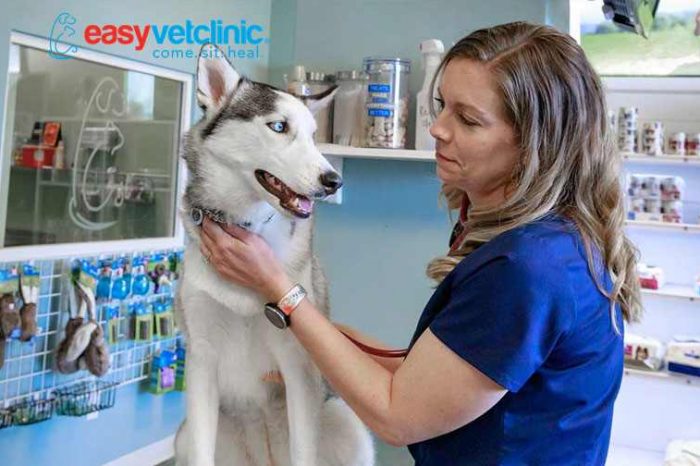 Easyvet lands $7M to provide walk-in veterinary clinics and make pet care more convenient and affordable for millions of pet owners
