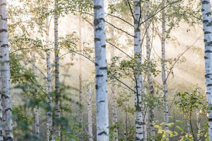 Swedish sustainable battery startup Northvolt teams up with Stora Enso to develop wood-based batteries for EVs from the Nordic forest