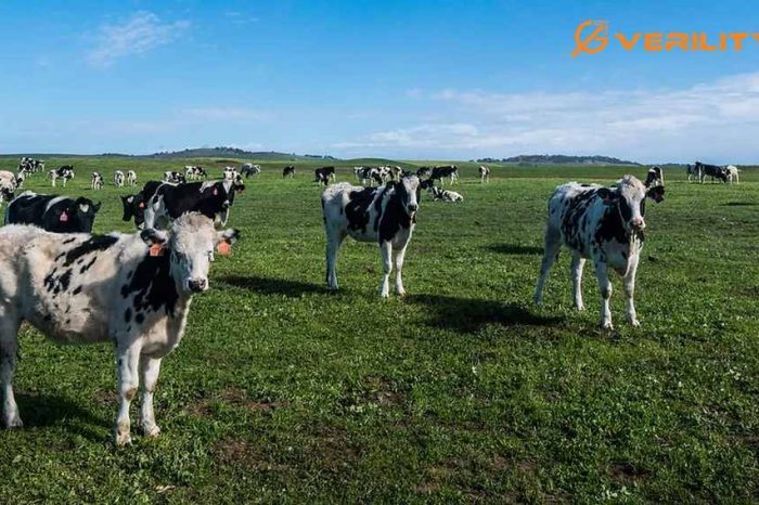 Ag tech startup Verility closes $3.5 million Series A funding to grow its livestock fertility analysis platform