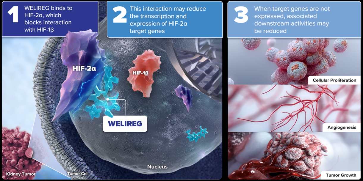 https://www.welireghcp.com/von-hippel-lindau/mechanism-of-action/